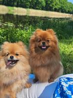 Pomeriaan Nestje ( kleine keeshond), Dieren en Toebehoren, Ophalen of Verzenden, Nieuw, Overige