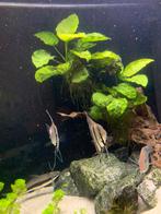 Maanvissen rio nanay wildvang, Dieren en Toebehoren, Vissen | Aquariumvissen, Vis