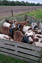 Mooie bonte ooien, Dieren en Toebehoren, Schapen, Geiten en Varkens, Vrouwelijk, Schaap, 0 tot 2 jaar