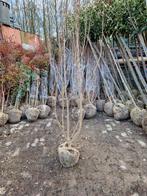 Lagerstroemia Indica Rose - Prachtige bloeiende boom XXL, 100 tot 250 cm, Zomer, Volle zon, In pot