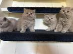 4 prachtige lieve Britse korthaar kittens, Meerdere dieren, Ontwormd, 0 tot 2 jaar