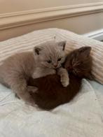 Kittens Brits korthaar, Dieren en Toebehoren, Meerdere dieren, 0 tot 2 jaar