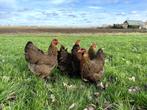 Jonge tamme Brahma kriel kippen hennen gesekst, Dieren en Toebehoren, Pluimvee, Vrouwelijk, Kip
