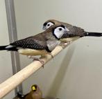 Bichenow astrildes, Meerdere dieren, Tropenvogel