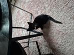 Kittens, Dieren en Toebehoren, Katten en Kittens | Overige Katten, Meerdere dieren