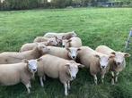 TE KOOP 10 ZWOEGERVRIJE OOILAMMEREN, Dieren en Toebehoren, Vrouwelijk, Schaap