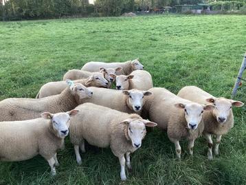 TE KOOP 10 ZWOEGERVRIJE OOILAMMEREN beschikbaar voor biedingen
