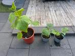 Komkommerplanten, Ophalen, Zomer, Overige soorten, Volle zon