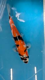 Showa 30 cm Tosai Marusei, Karper of Koi