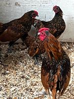 Krielhanen Sebright Gold, Dieren en Toebehoren, Pluimvee, Mannelijk, Kip