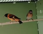Koppel kapoetsen sijzen, Dieren en Toebehoren, Meerdere dieren, Tropenvogel, Geringd