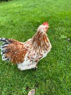 Cochin haan, Dieren en Toebehoren, Pluimvee, Mannelijk, Kip