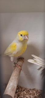 Mooie koppels tt waardig geel mozaïek kanaries geringd en on, Dieren en Toebehoren, Meerdere dieren, Kleurkanarie