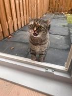 Britse korthaar, Dieren en Toebehoren, Katten en Kittens | Raskatten | Korthaar, Poes, 3 tot 5 jaar