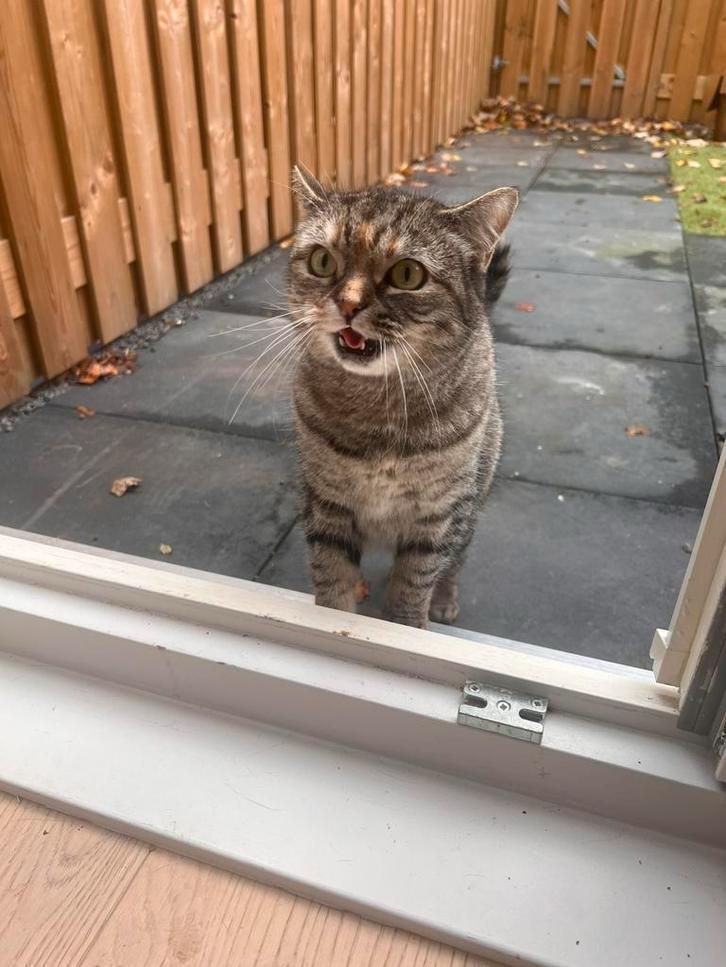 Britse korthaar, Dieren en Toebehoren, Katten en Kittens | Raskatten | Korthaar, Poes, 3 tot 5 jaar