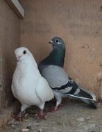 Paartje figurita lok duifjes, Meerdere dieren, Overige soorten