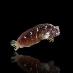 Salarias ramosus zee aquarium algen eter, Dieren en Toebehoren, Vissen | Aquariumvissen, Vis, Zoutwatervis