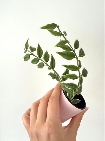 Hoya bella albomarginata ‘Anneke Buis’ beschikbaar voor biedingen