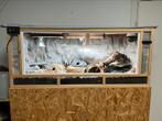 Luipaard gekko met bioactief terrarium, Dieren en Toebehoren, Reptielen en Amfibieën | Toebehoren, Terrarium of Paludarium, Zo goed als nieuw