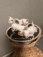 Kittens, Dieren en Toebehoren, Katten en Kittens | Raskatten | Korthaar, Meerdere dieren, 0 tot 2 jaar