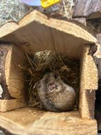 Chinese dwerghamsters, Meerdere dieren, Hamster, Na 1 juli 2024