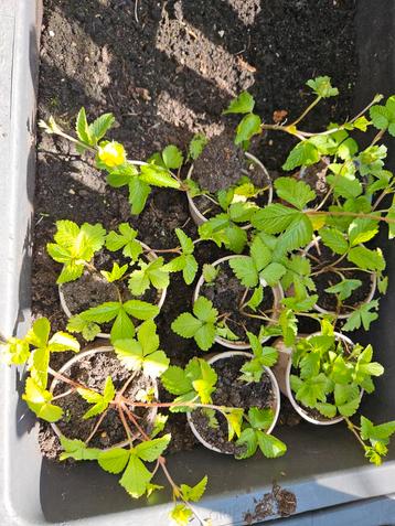 4 Wilde aardbei plantjes. 🌼🐝 Biologisch en gifvrij. beschikbaar voor biedingen