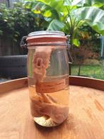 Varkens Slokdarm & Strottenklep op Sterkwater, Ophalen