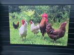 Kippenprint op doek, Tuin en Terras, Ophalen, Zo goed als nieuw