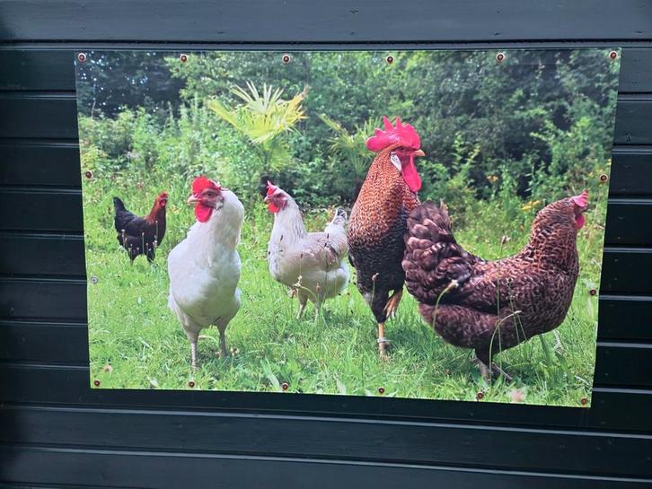 Kippenprint op doek, Tuin en Terras, Tuinwanddecoratie, Zo goed als nieuw, Ophalen