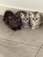 Zılveren tabby shaded  en britse korthaar met stamboom, Poes, Met stamboom