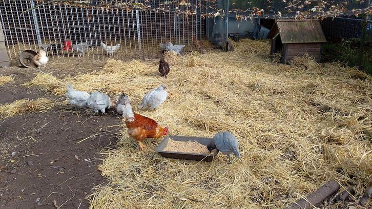 Lavendel en enkele ander kleurige Araucana's zoeken huisje!, Dieren en Toebehoren, Pluimvee, Kip, Vrouwelijk