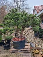 Pinus sylvestris watereri!!! Meestammige, Tuin en Terras, Planten | Bomen, Bloeit niet, Overige soorten, Minder dan 100 cm, Ophalen