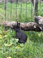 Jonge, blauw/zwarte konijnen te koop, Dieren en Toebehoren, Meerdere dieren, Middelgroot, 0 tot 2 jaar