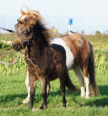 mooie NMPRS/NAS kinderpony's te koop wegens beëindigen hobby beschikbaar voor biedingen