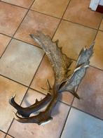 Edelhert geweien ., Ophalen of Verzenden, Zo goed als nieuw