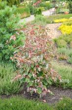 Kleine speciale esdoorn (boom), Bloeit niet, Overige soorten, 100 tot 250 cm, Ophalen