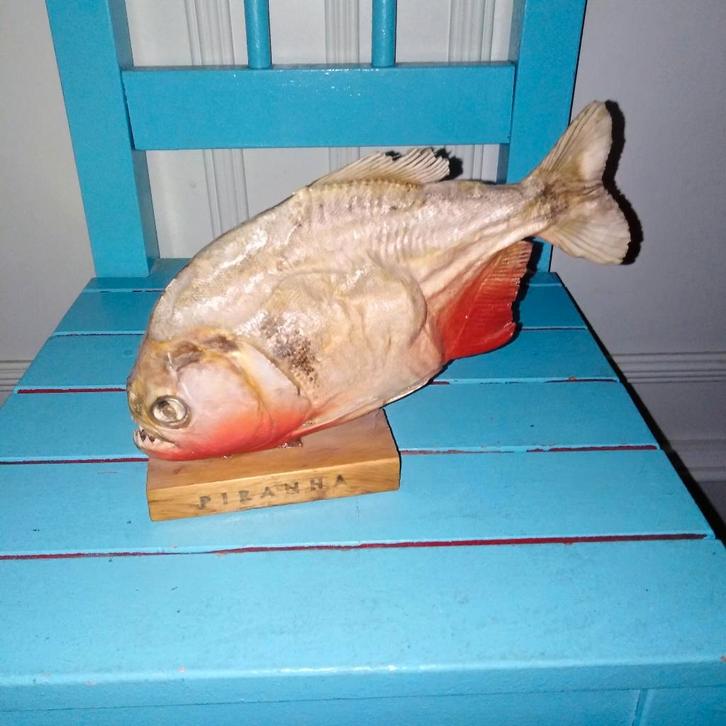 Opgezet, gedroogd exemplaar van een piranha uit Venezuela, Verzamelen, Beelden en Beeldjes, Gebruikt, Dier, Ophalen