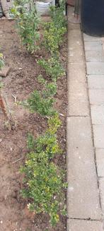 Buxus planten 9 stuks, Ophalen