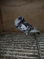 Morocelo duivin, Vrouwelijk