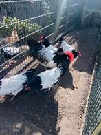 Broedeieren, Geslacht onbekend, Kip