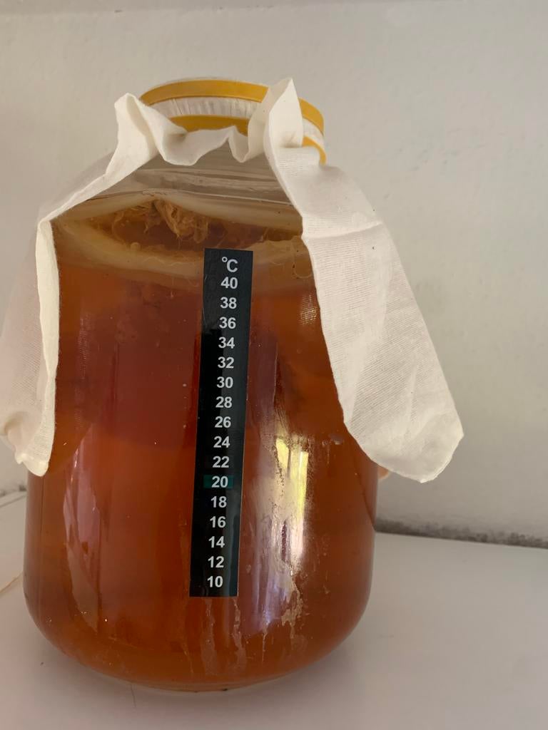 Complete Kombucha Startset: 5L Pot, scoby, vloeistof, etc., Ophalen, Nieuw, Meerkleurig, Overige merken
