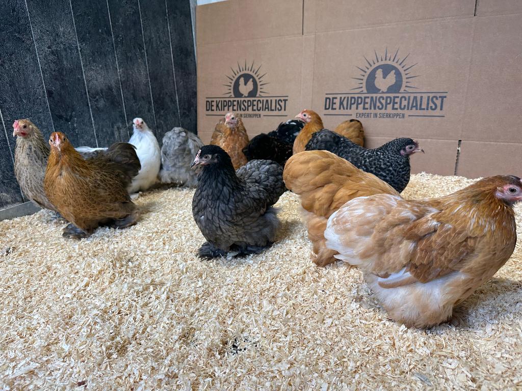 Cochin kriel kippen verschillende kleuren, gesekst + ingeënt