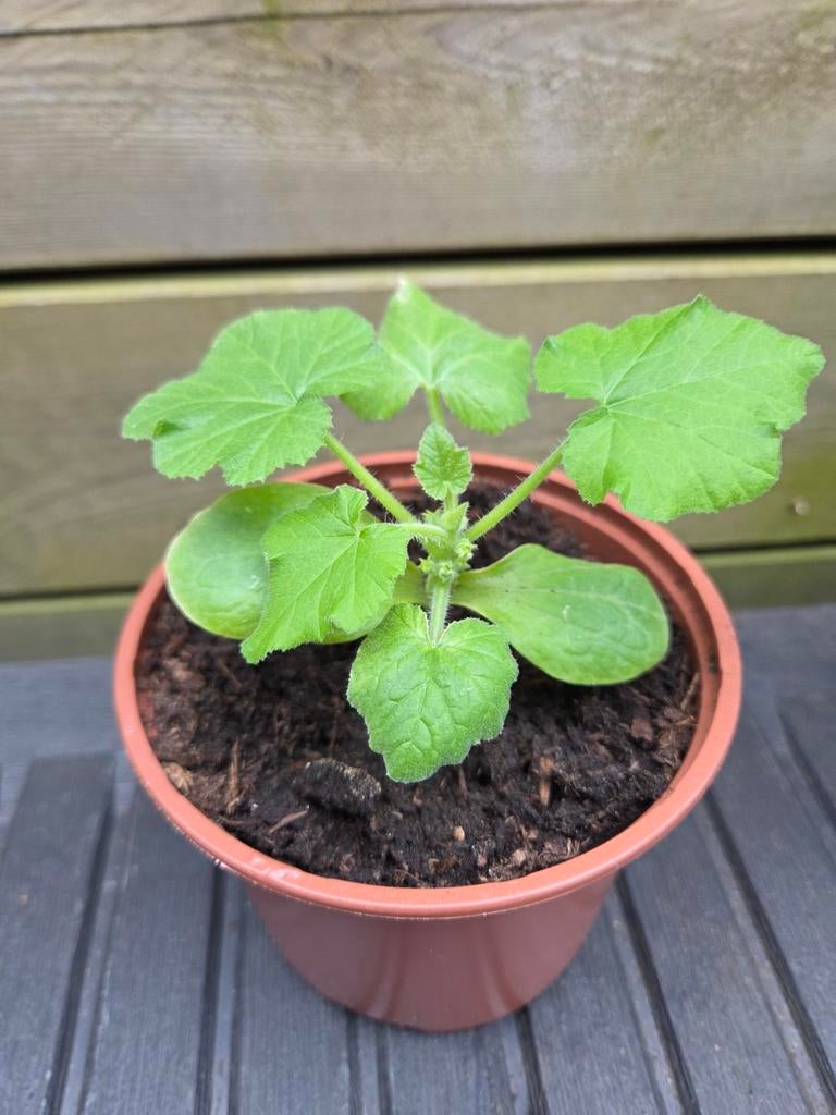 Stekjes: pompoen/courgette/komkommer, Huis en Inrichting, Kamerplanten, Ophalen, Groenteplant