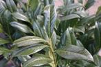 Laurier ‘Caucasica’ / Prunus laurocerasus ‘Caucasica’, Ophalen of Verzenden, Laurier, Haag, 100 tot 250 cm