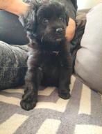 Pups, Reu, 8 tot 15 weken, Meerdere, Klein