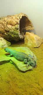 Uromastyx Thomasi man, Dieren en Toebehoren, Slang, 0 tot 2 jaar