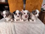 Prachtige welsh corgi cardigans, Dieren en Toebehoren, Parvo, België, Particulier, Overige rassen
