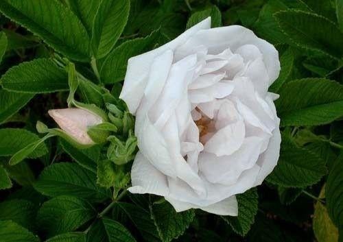 Rosa white Pavement, Tuin en Terras, Planten | Tuinplanten, Volle zon, Vaste plant, Zomer, Ophalen