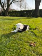 Australian Shepherd x Border Collie pups, Dieren en Toebehoren, Parvo, Nederland, 8 tot 15 weken, Collie
