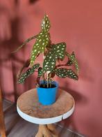 Kamerplant - Stip begonia, Ophalen